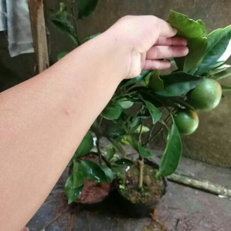 沃柑苗50~80cm