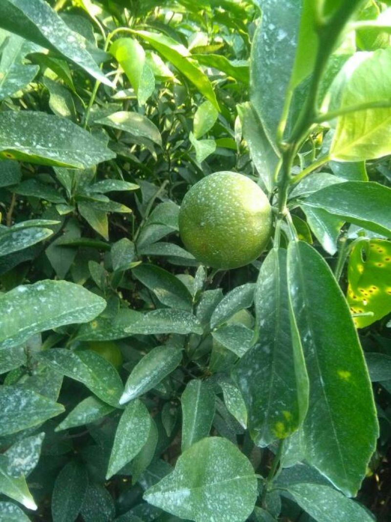 沃柑苗50~80cm