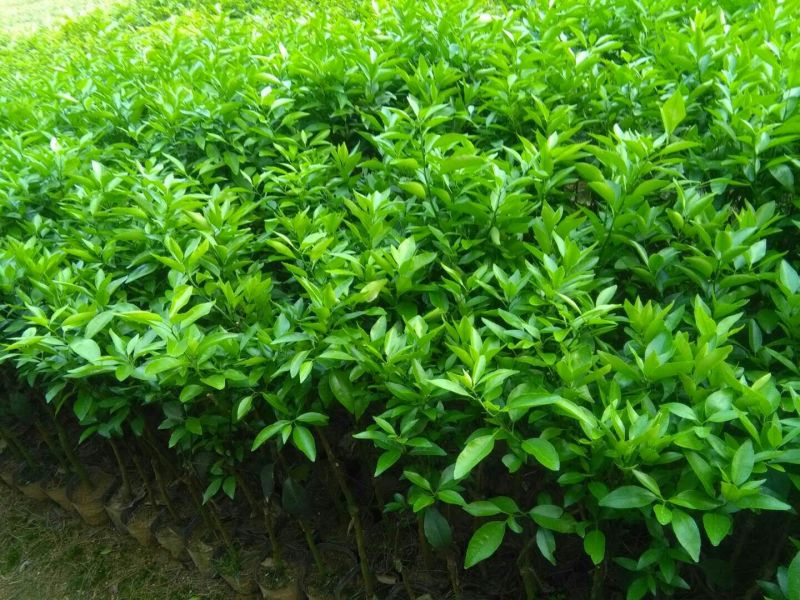 沃柑苗50~80cm