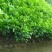沃柑苗50~80cm