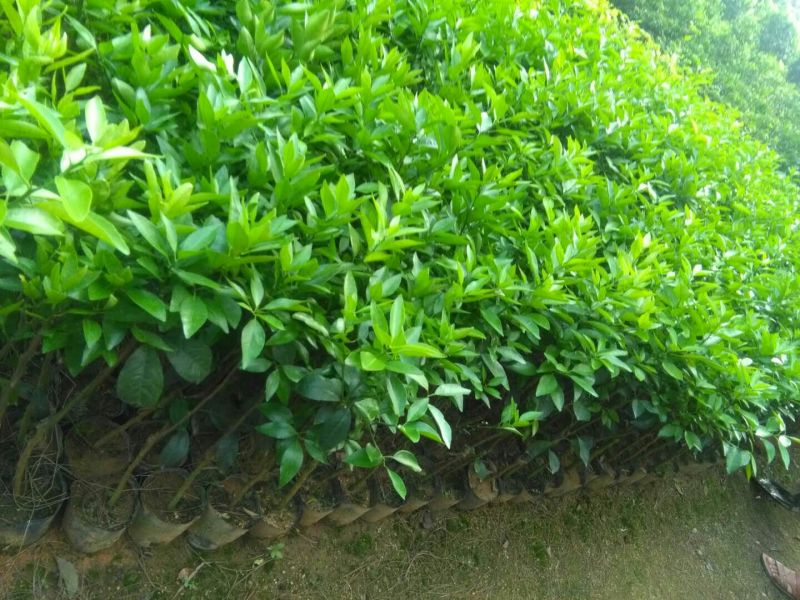 沃柑苗50~80cm