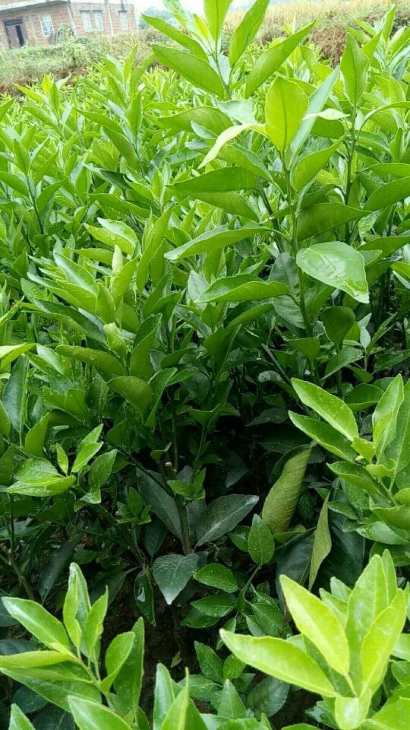 沃柑苗50~80cm