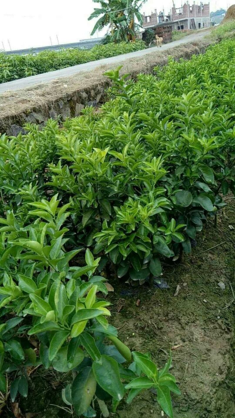沃柑苗50~80cm