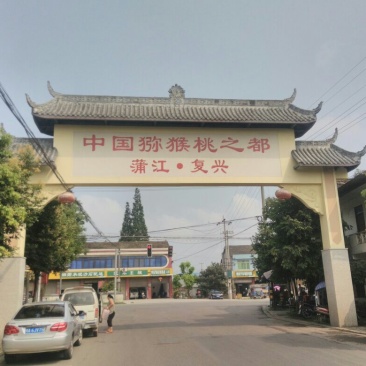 蒲江黄心猕猴桃一件代发包邮包售后