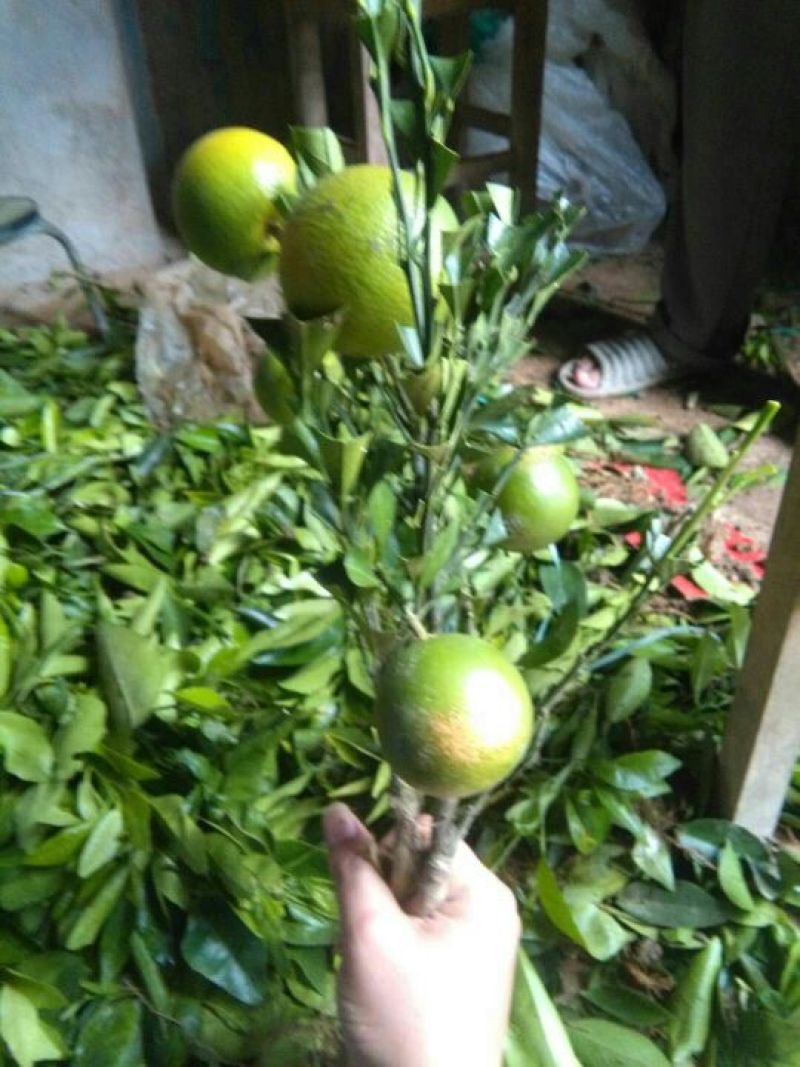 红光橙苗50~80cm