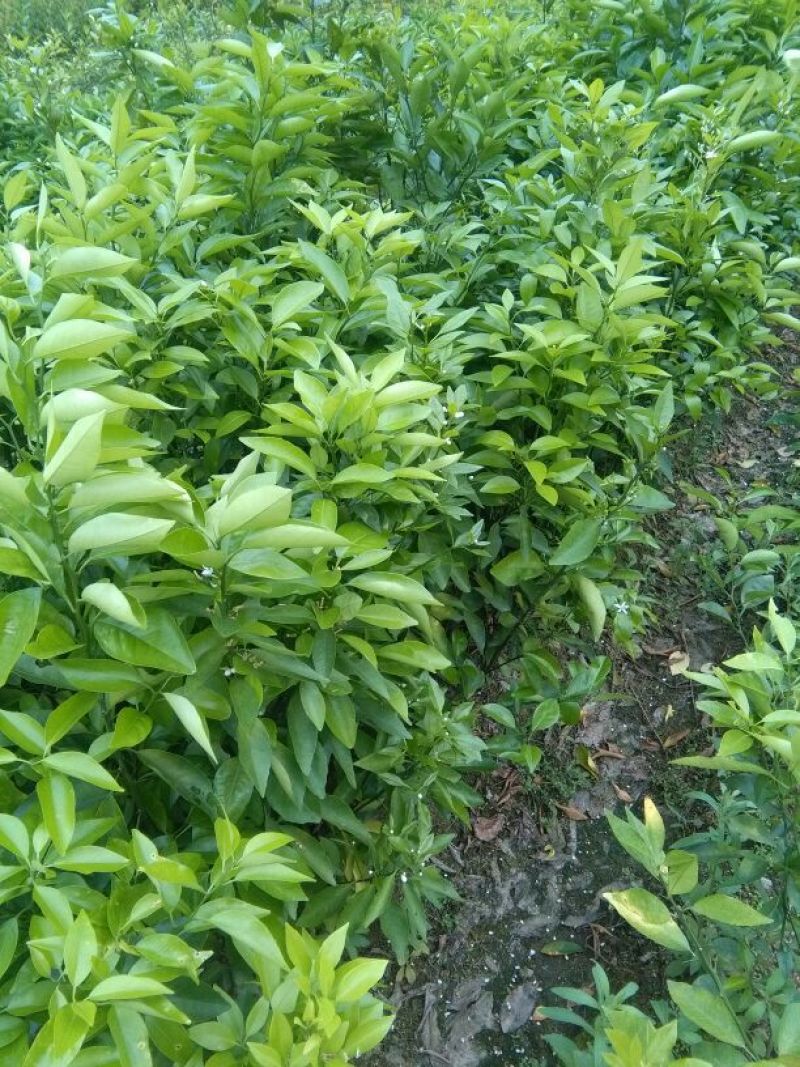 红光橙苗50~80cm