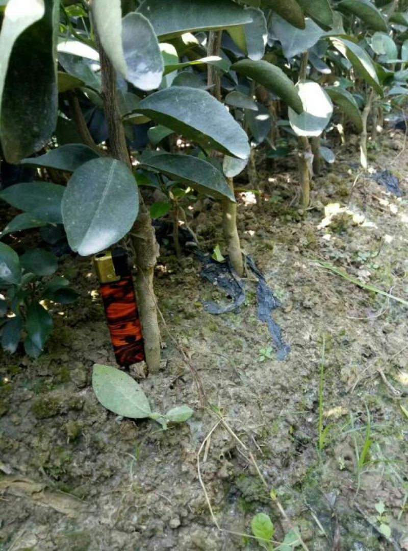 红光橙苗50~80cm