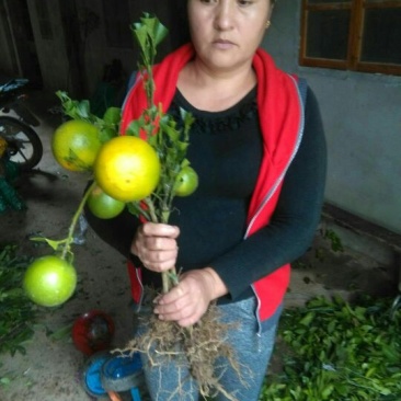 红光橙苗50~80cm