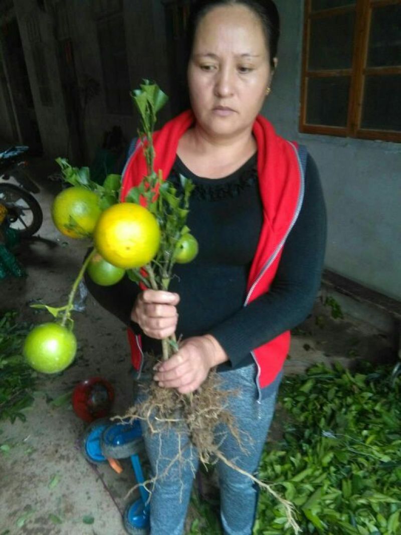 红光橙苗50~80cm