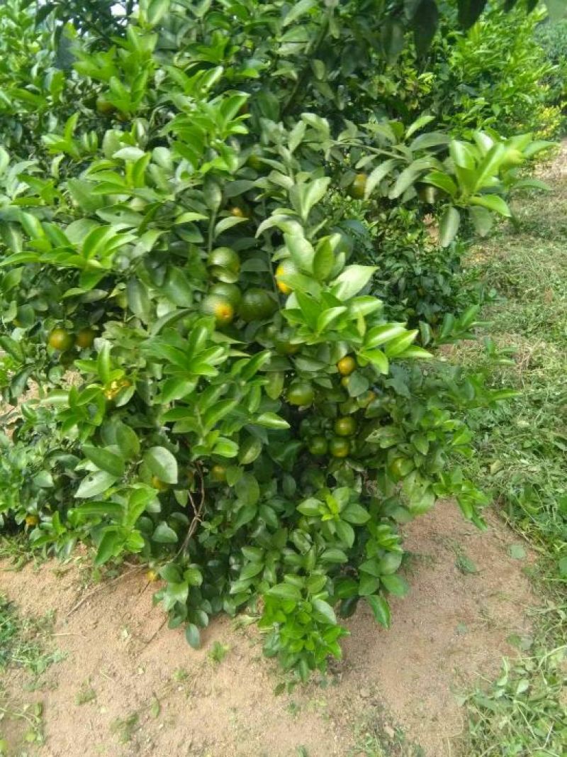 红光橙苗50~80cm