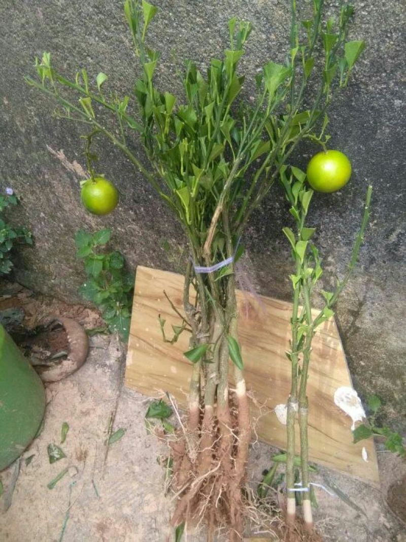 红光橙苗50~80cm