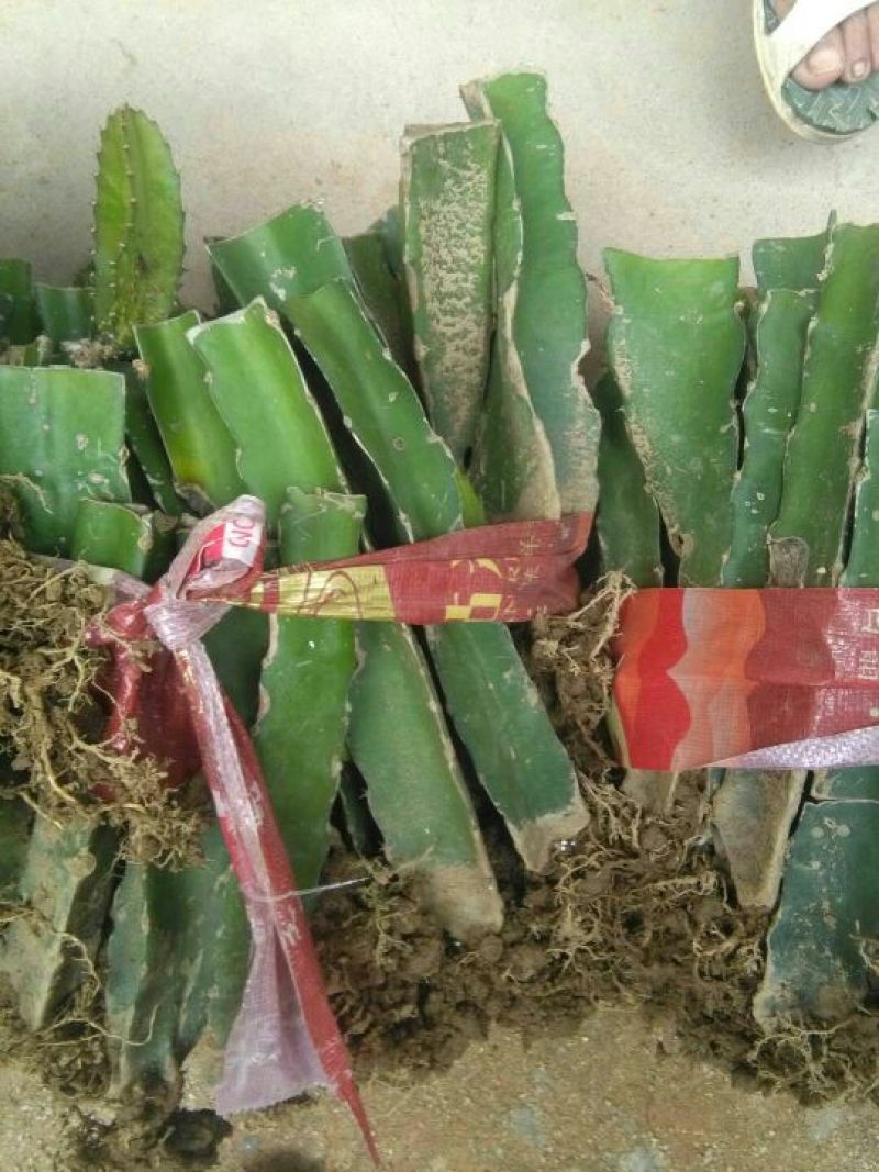 红心火龙果苗30~50cm种苗