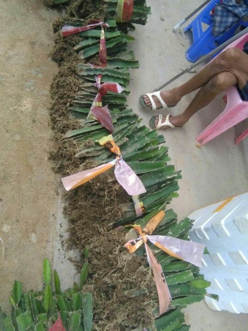 红心火龙果苗30~50cm种苗