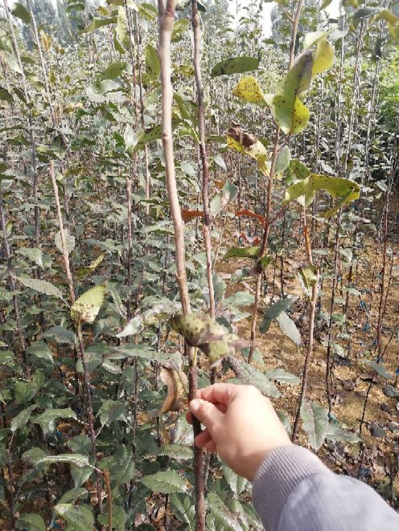 皇冠梨树苗批发优质嫁接梨树苗出售梨树苗基地