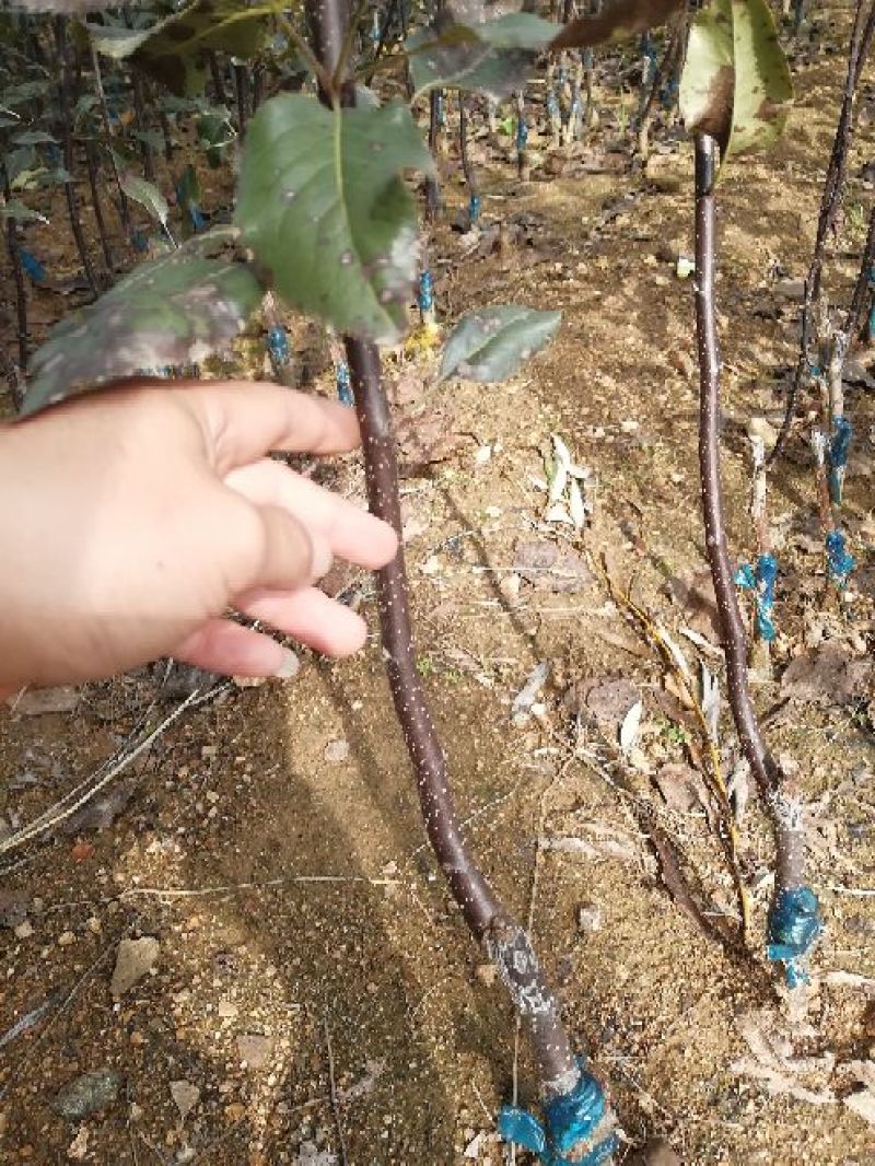 皇冠梨树苗批发优质嫁接梨树苗出售梨树苗基地