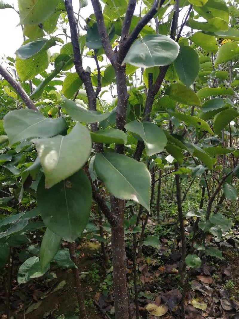 皇冠梨树苗批发优质嫁接梨树苗出售梨树苗基地