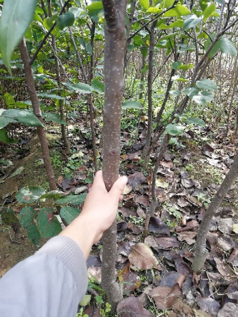 皇冠梨树苗批发优质嫁接梨树苗出售梨树苗基地