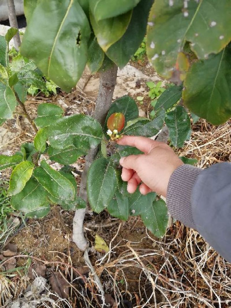 皇冠梨树苗批发优质嫁接梨树苗出售梨树苗基地
