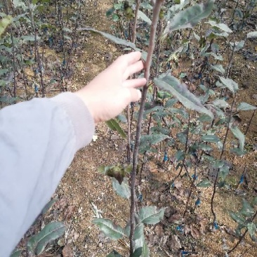 皇冠梨树苗批发优质嫁接梨树苗出售梨树苗基地