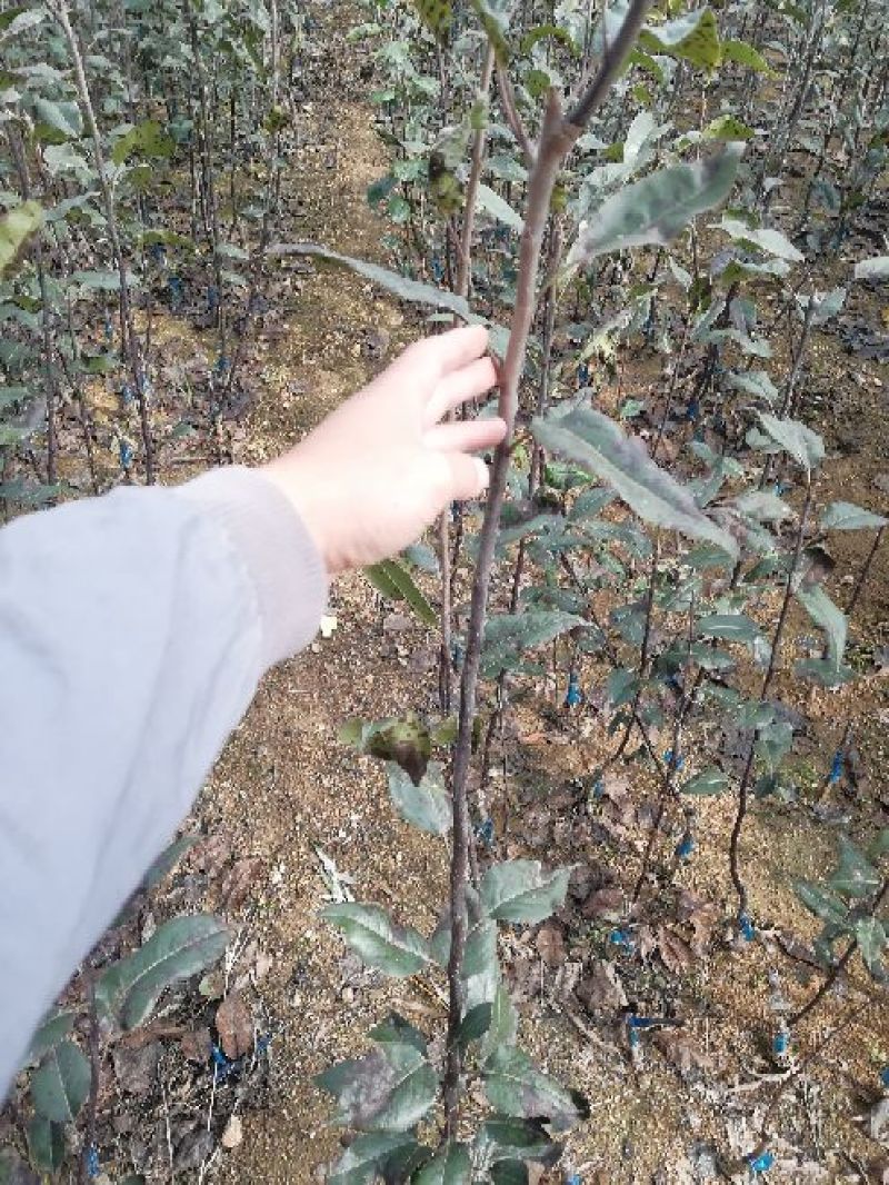 皇冠梨树苗批发优质嫁接梨树苗出售梨树苗基地