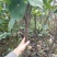 皇冠梨树苗批发优质嫁接梨树苗出售梨树苗基地