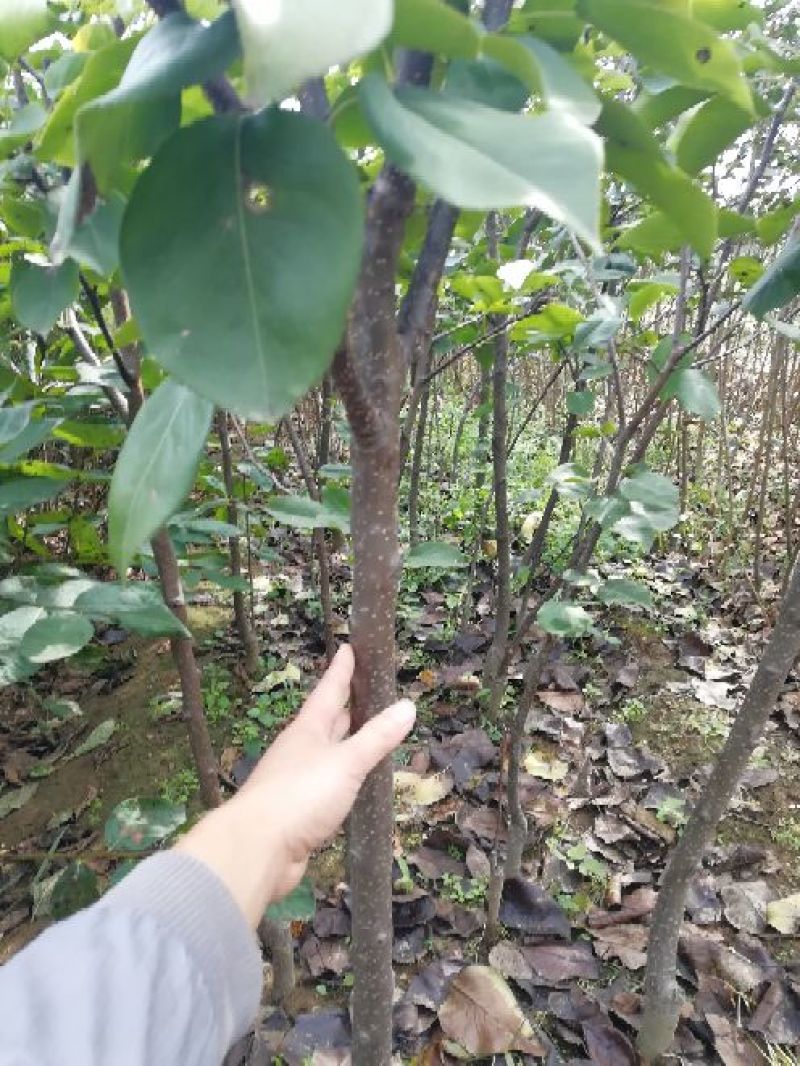 皇冠梨树苗批发优质嫁接梨树苗出售梨树苗基地