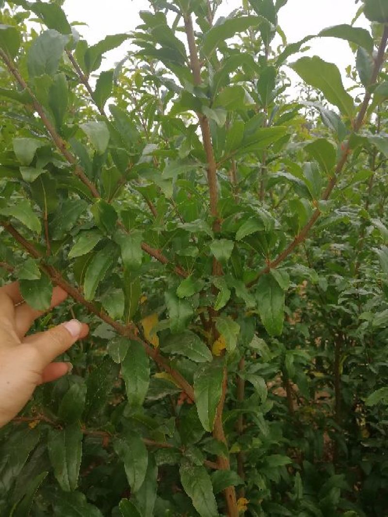 花石榴苗牡丹花石榴苗批发