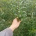 花石榴苗牡丹花石榴苗批发