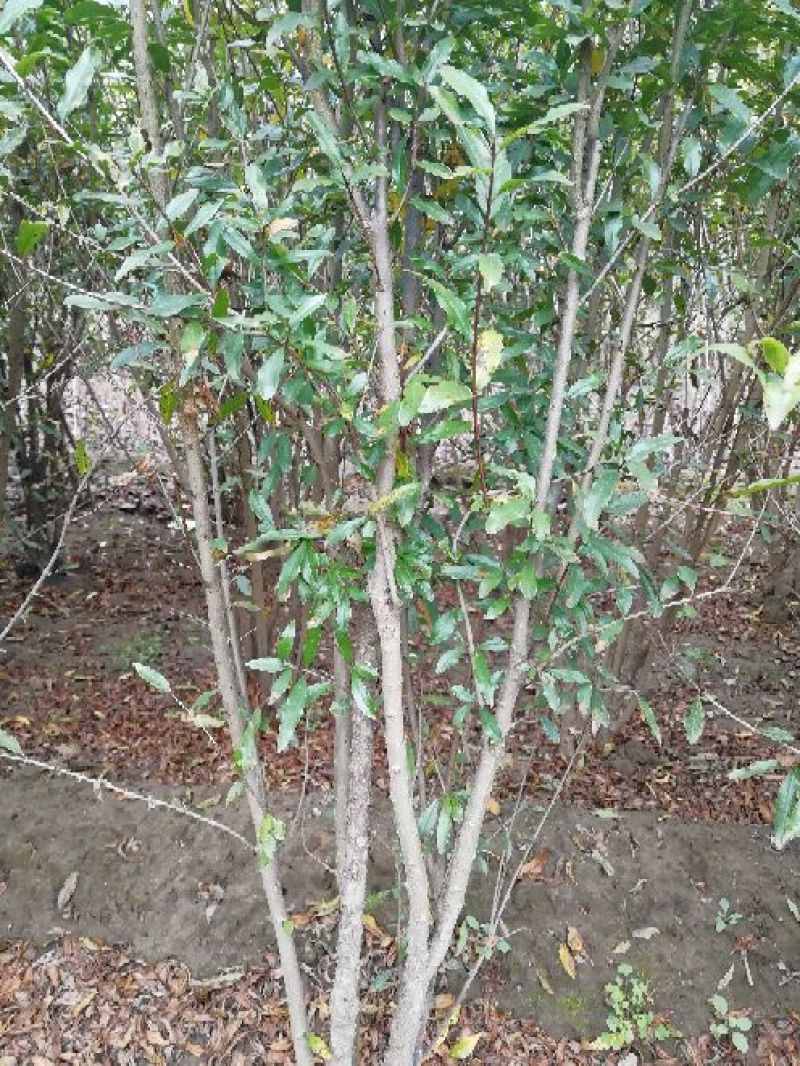 花石榴苗牡丹花石榴苗批发