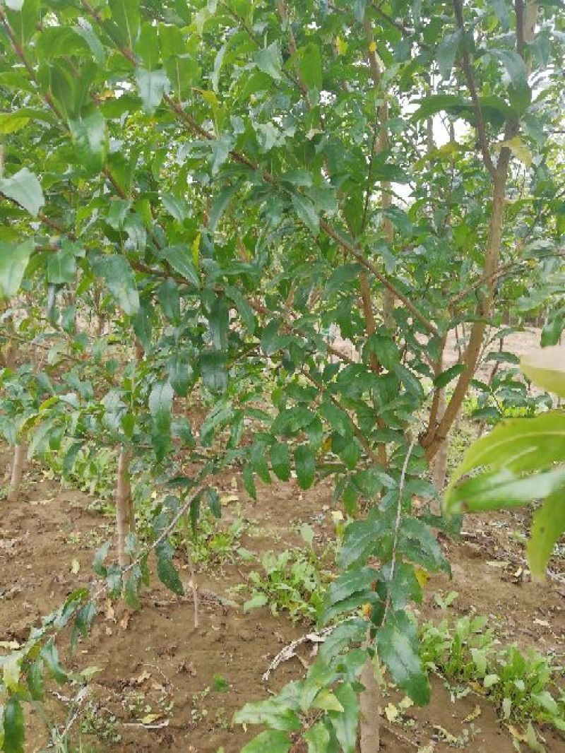 花石榴苗牡丹花石榴苗批发