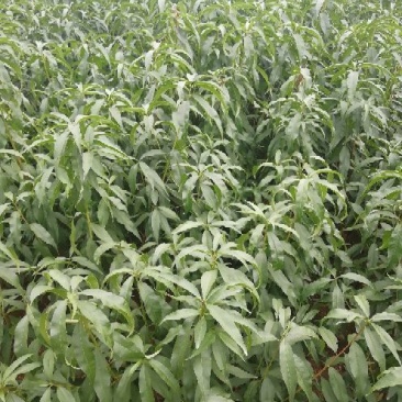 金秋红蜜桃树苗大量出售包成活优质晚熟品种桃苗冬桃苗