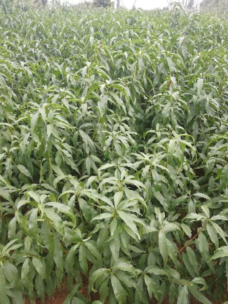 金秋红蜜桃树苗大量出售包成活优质晚熟品种桃苗冬桃苗