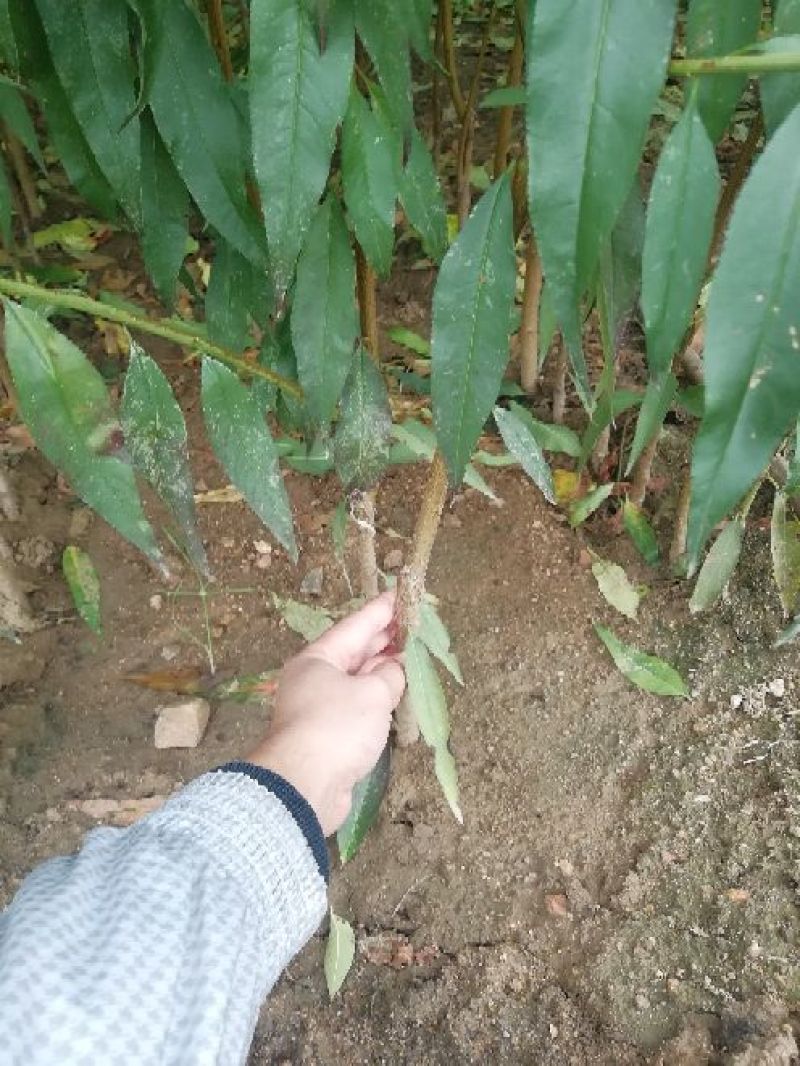 金秋红蜜桃树苗大量出售包成活优质晚熟品种桃苗冬桃苗