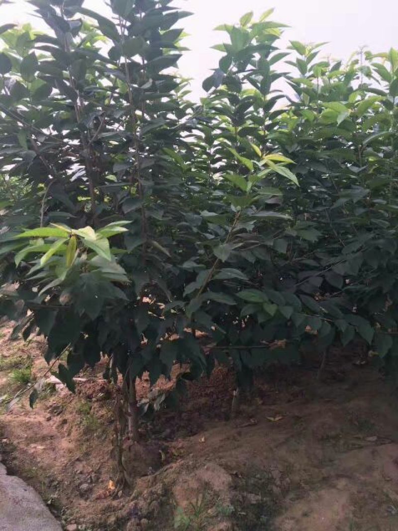 俄罗斯8号樱桃苗2年80cm以上