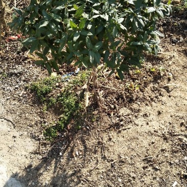 文木盆景野生金银花