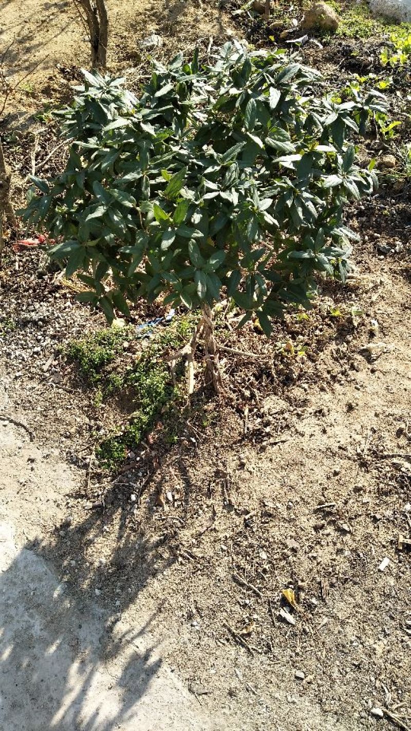 文木盆景野生金银花