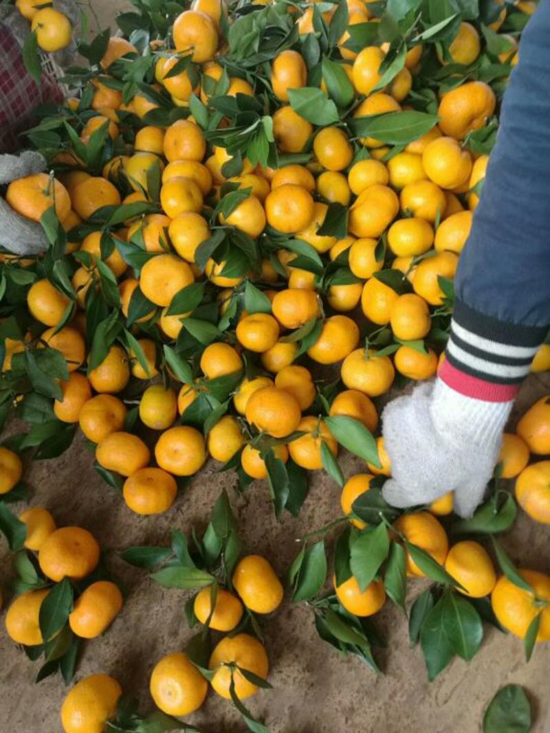 温州蜜橘诚信经营，合作共赢，一手货源，保质保量。