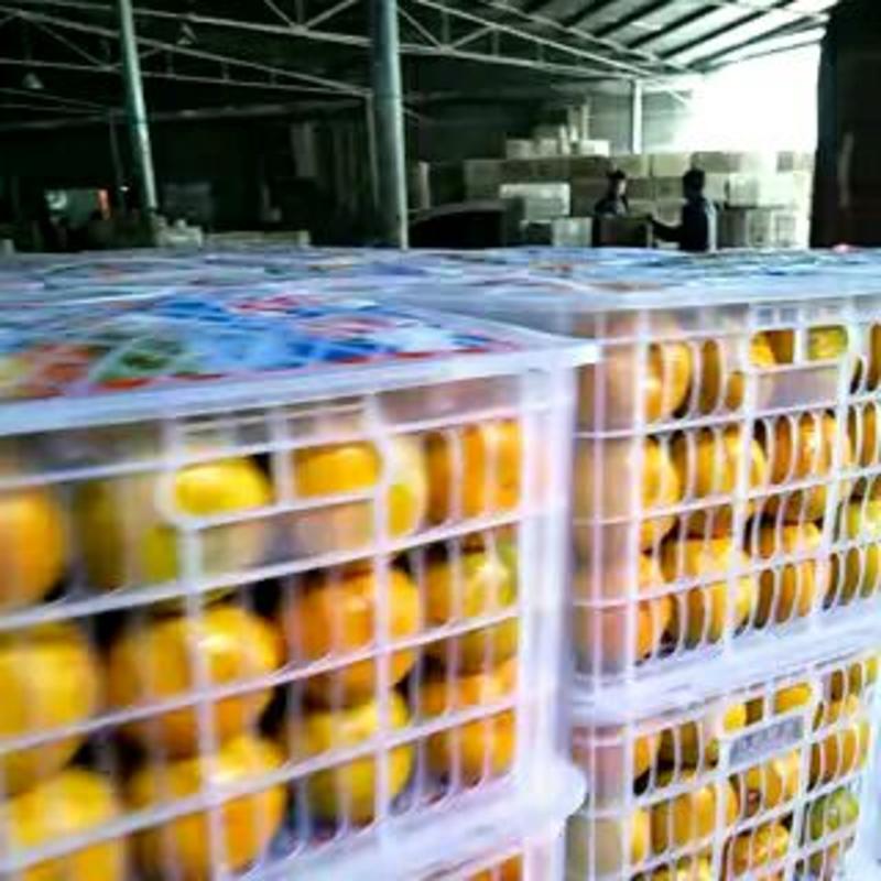 温州蜜橘诚信经营，合作共赢，一手货源，保质保量。