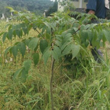 吴茱萸苗热卖中