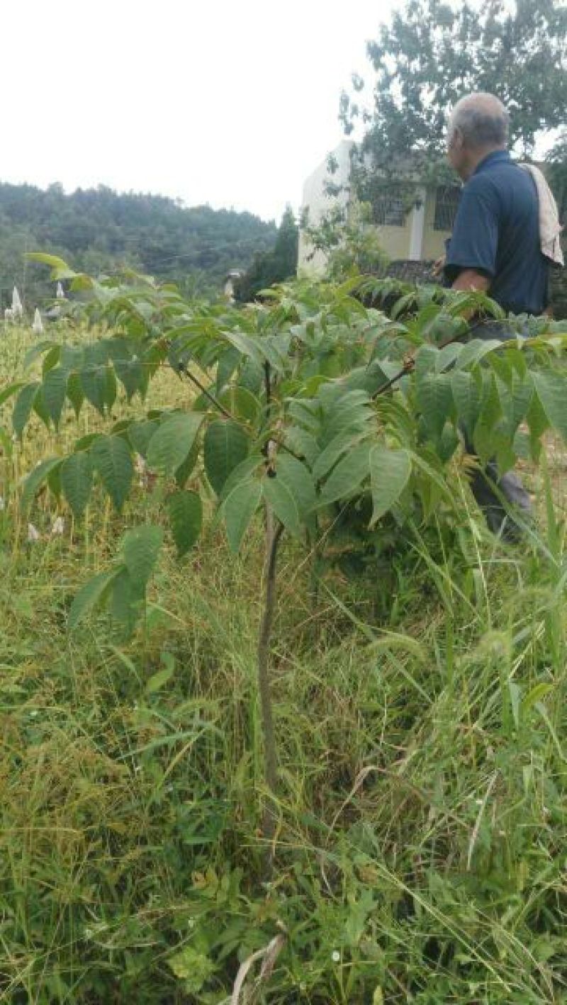 吴茱萸苗热卖中
