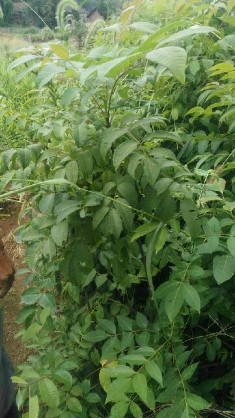 吴茱萸苗热卖中