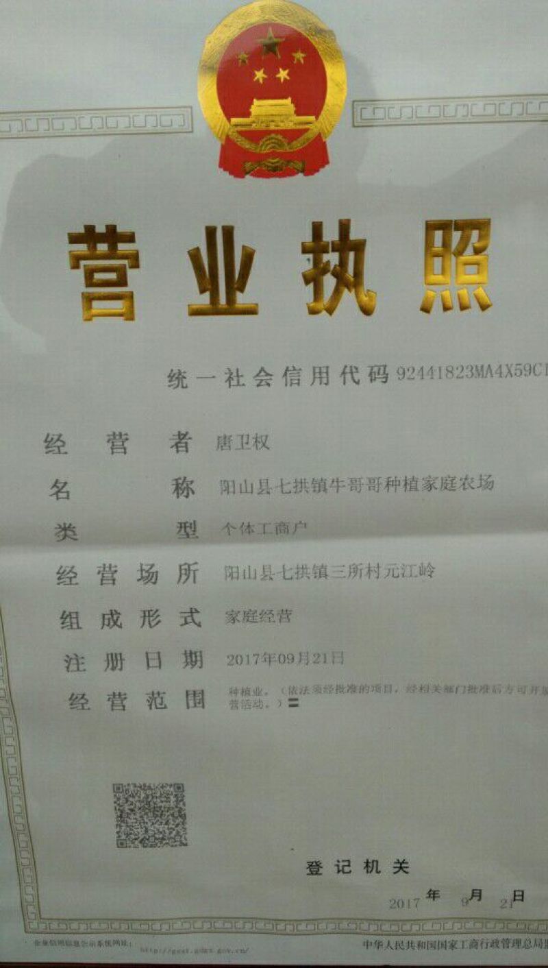 西瓜红3两以上商品薯黄心
