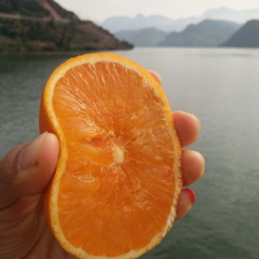 九月红脐橙大量出售，支持周边送货，一件快发，