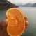 九月红脐橙大量出售，支持周边送货，一件快发，