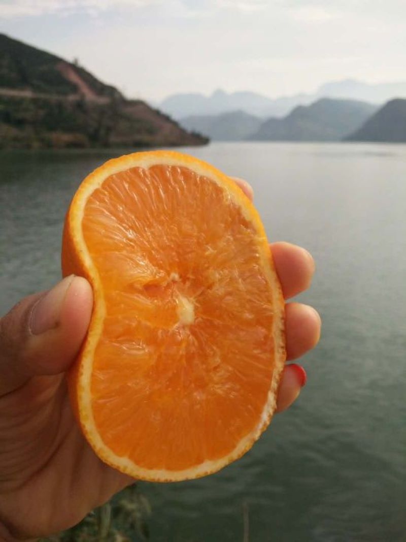 九月红脐橙大量出售，支持周边送货，一件快发，
