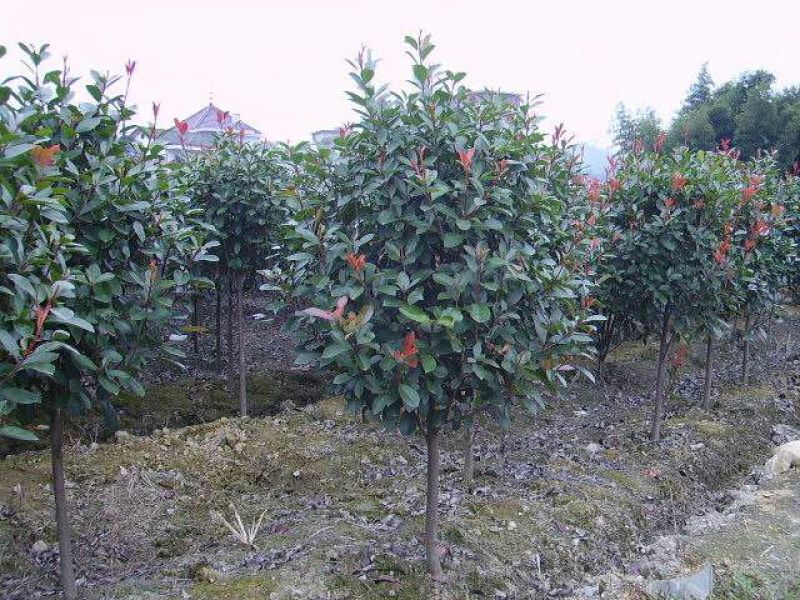 高杆红叶石楠8~10cm8~10cm3.5~4米