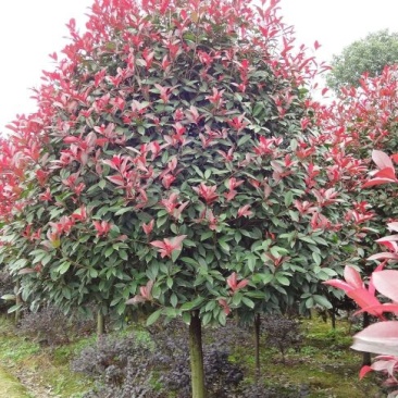 高杆红叶石楠8~10cm8~10cm3.5~4米
