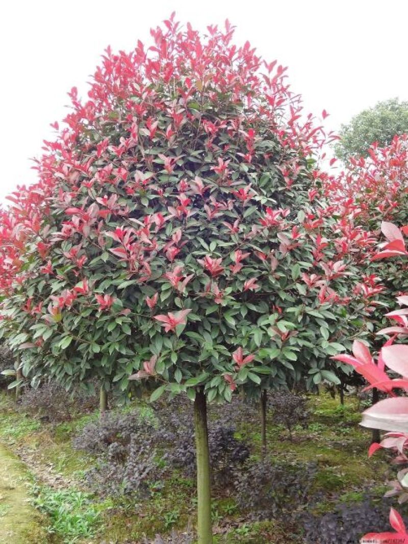 高杆红叶石楠8~10cm8~10cm3.5~4米