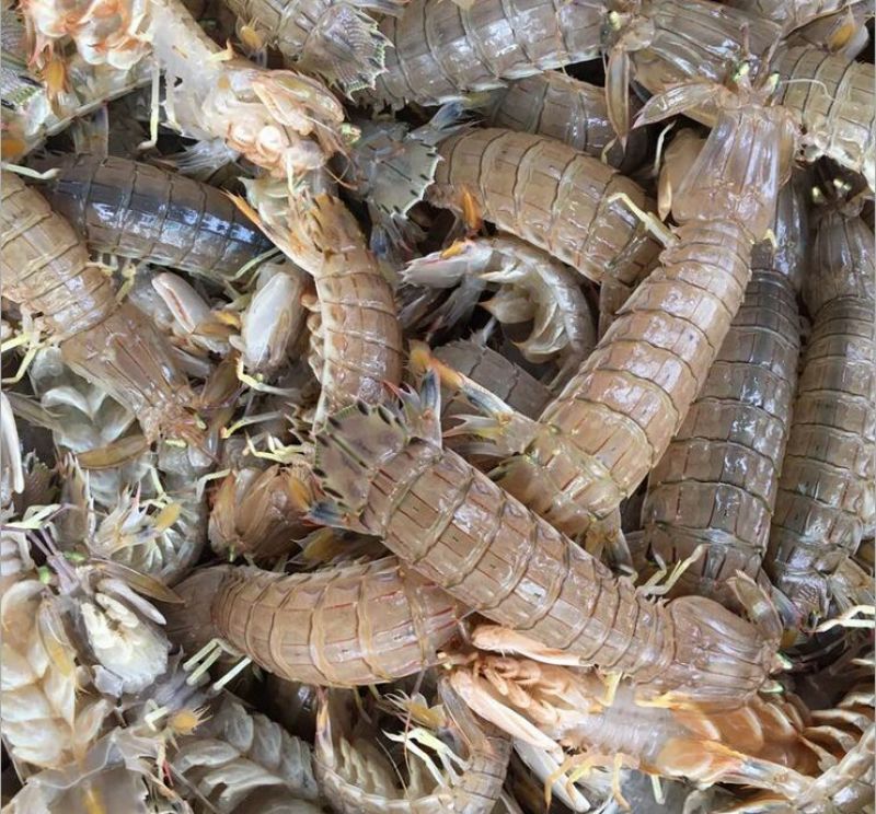 皮皮虾活虾
