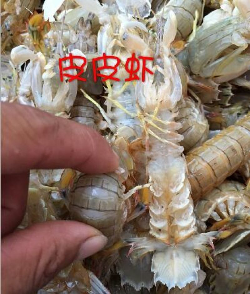 皮皮虾活虾